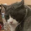 kitcatgirl21
